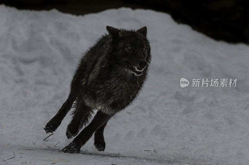 灰狼或灰狼(Canis lupus)是一种原产于北美荒野和偏远地区的犬科动物。